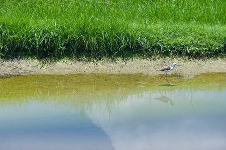 Reflection of grass with bird  Black-winged Stilt の写真素材