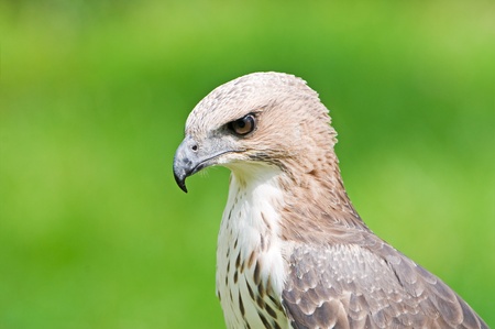 Changeable Hawk Eagle  Nisaetus limnaeetus の写真素材