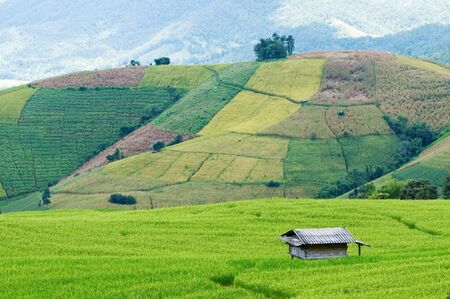  Green Terraced Rice Field in Chiangmai, Thailand 