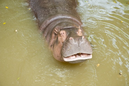 Hippopotamus in waterの写真素材