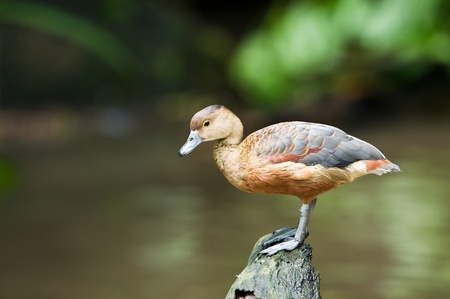Lesser Whistling Duckの写真素材