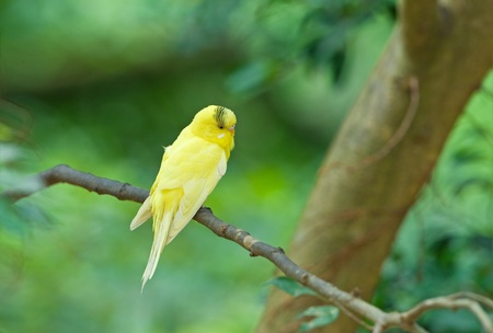 Yellow Budgie の写真素材