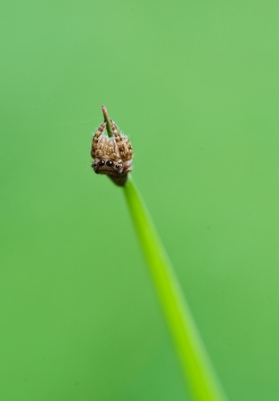 Close up of jumper spider on green leafの写真素材