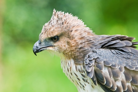 Changeable Hawk Eagle  Nisaetus limnaeetus  の写真素材
