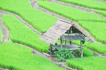 Green Terraced Rice Field in Chiangmai, Thailand の写真素材