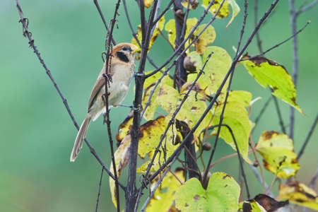 Spot-breasted Parrotbillの写真素材