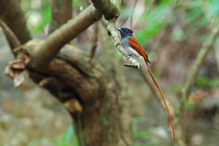 Asian Paradise Flycatcherの写真素材