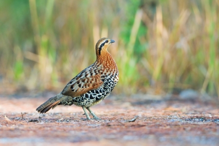 Mountain Bamboo Partridge  male の写真素材