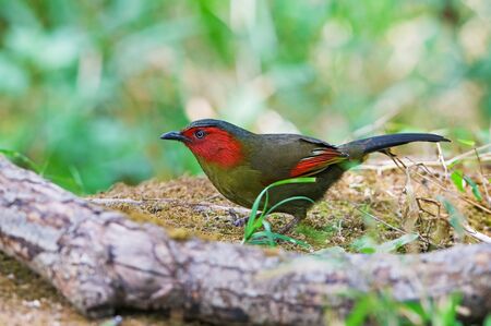 Scarlet-faced Liocichlaの写真素材