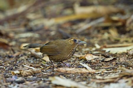 Spot-breasted Laughingthrushの写真素材
