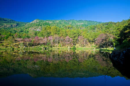 Sakura pink flower on mountain with lake in thailand, cherry blossomの写真素材