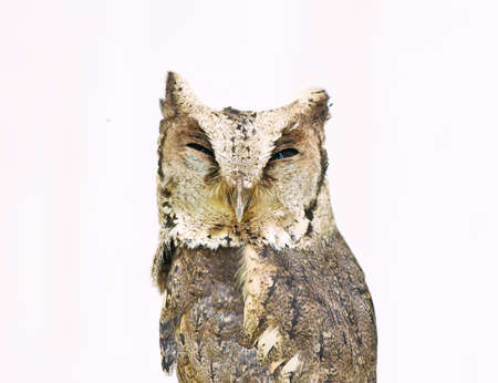 Close up head of Collared scops owl isolated on white backgroundの写真素材