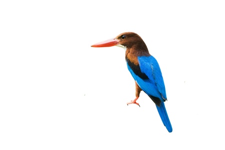  alert, animal, asia, avian, background, beak, billed, bird, branch, closeup, color, colorful, common, conservation, creature, environment, fast, feathers, freedom, green, head, hunter, kingfisher, long, nature, neck, nectar,  isolated on white backgroundの写真素材