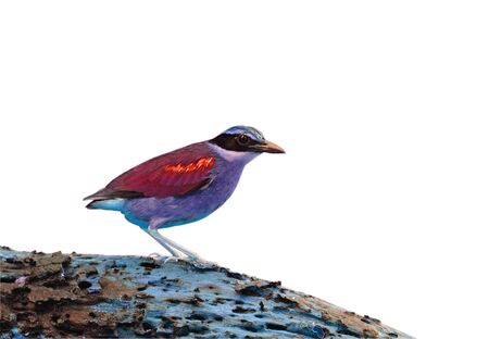 Bird isolated on white backgroundの写真素材