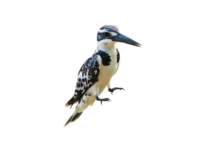 Pied Kingfisher isolated on white backgroundの写真素材
