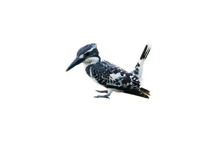Pied Kingfisher isolated on white backgroundの写真素材