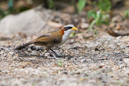 White-browed Scimitar-Babblerの写真素材