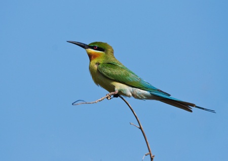Blue-tailed Bee-eater
