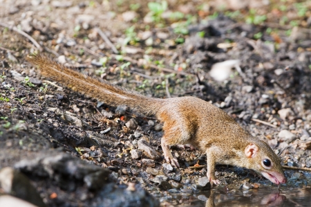 Northern Treeshrew drinking waterの写真素材