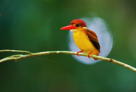 Rufous-backed Kingfisherの写真素材