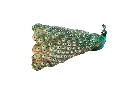 Peacock isolated on white backgroundの写真素材