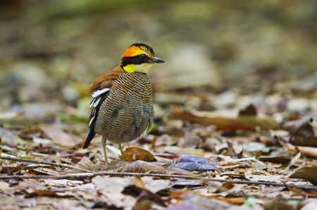 Banded Pitta  female  の写真素材