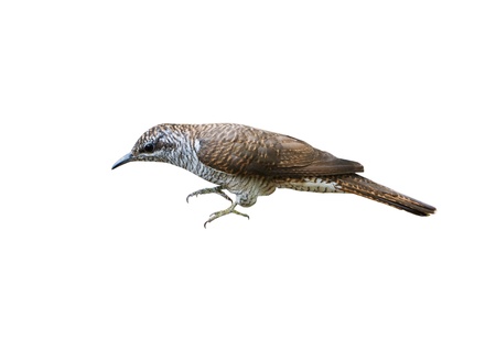 Banded Bay Cuckoo isolated on white backgroundの写真素材