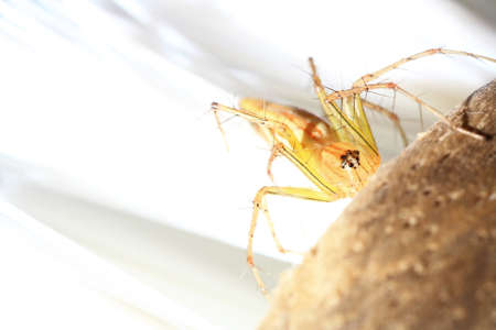 Garden spider.の写真素材