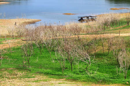 Dead plant on the hillの写真素材