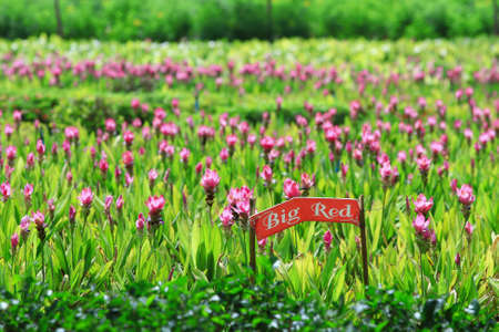 Tulip fieldの写真素材