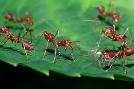 Group of ants on the leaves の写真素材