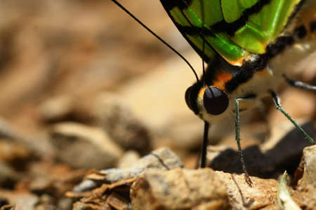 Butterfly on the groundの写真素材
