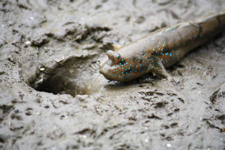Mudskipper fish