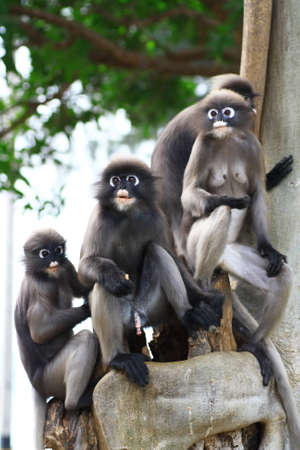 Dusky leaf monkey familyの写真素材