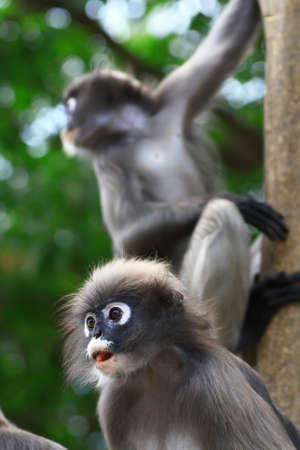 Dusky leaf monkey on the treeの写真素材