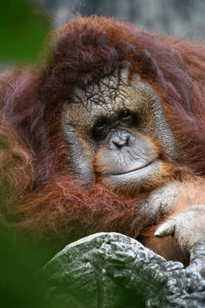 smiling Orangutanの写真素材