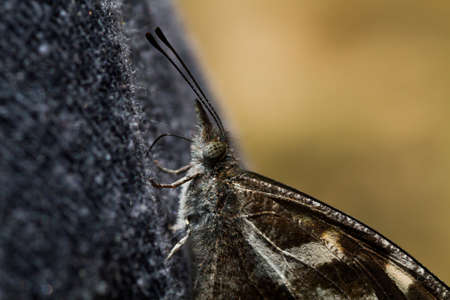 Butterflyの写真素材