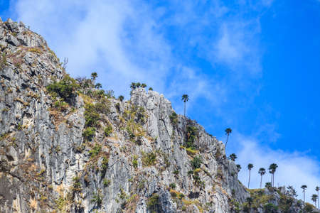 trees on the hill