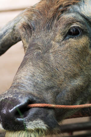 black water buffaloの写真素材