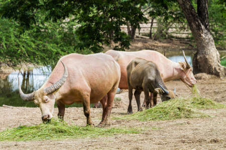 buffalo eating grassの写真素材