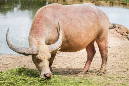 buffalo eating grassの写真素材