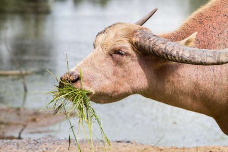 buffalo eating grassの写真素材