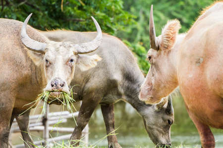 buffalo eating grassの写真素材