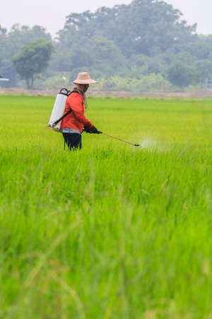 Singburi,Thailand - June 26, 2011: Farmer inject chemical fertilizer into rice fieldのeditorial素材