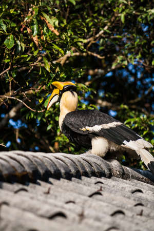 hornbill and forestの写真素材