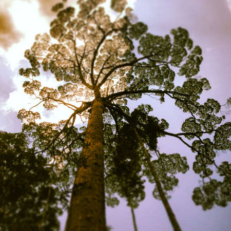 Forest tree mosaic  