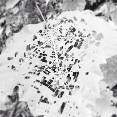 Forest tree leavesの素材