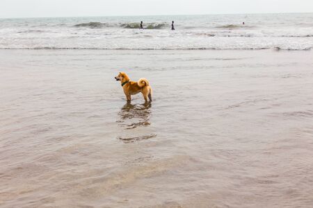 The dog walks in the sea at low tide on the beach of Goa, Arambol, India, the coastline of the Arabian Ocean.の写真素材