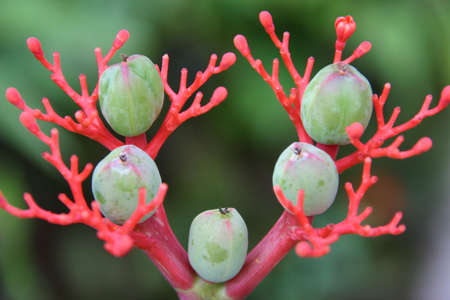 Red stemの写真素材