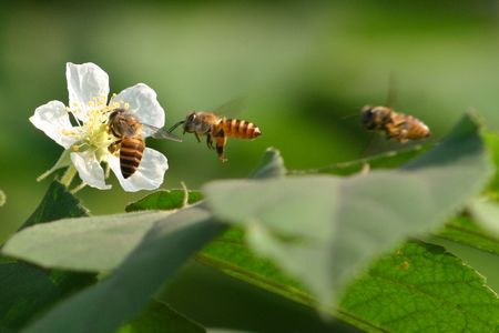 Bee in queueing